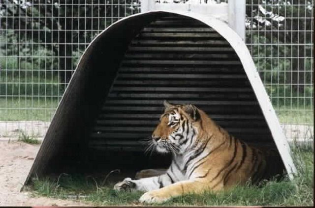tiger